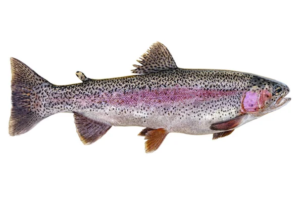 Rainbow Trout Isolated White Background Clipping Path Included — Stock Photo, Image