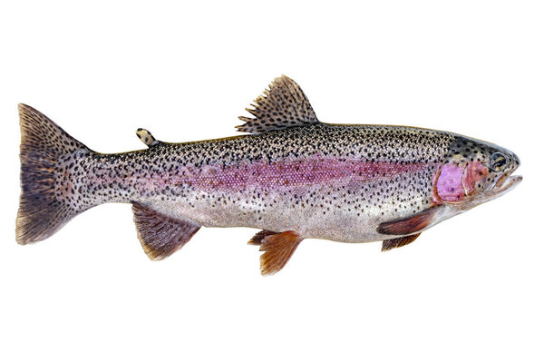 Rainbow trout isolated on white background, clipping path included