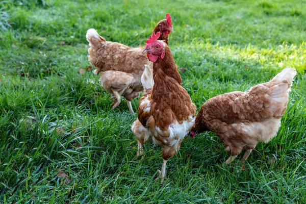 Free Range Chicken Organic Farm Freely Grazing Meadow — Stock Photo, Image