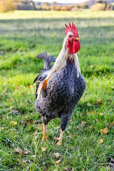 牧草地で自由に放牧された色の羽を持つ鶏 — ストック写真