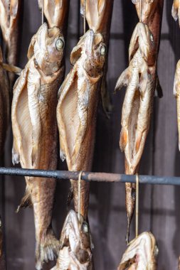 Sigara içen Gökkuşağı alabalığı. Askıya asılmış alabalık. Kapı açık gibi görünüyor..