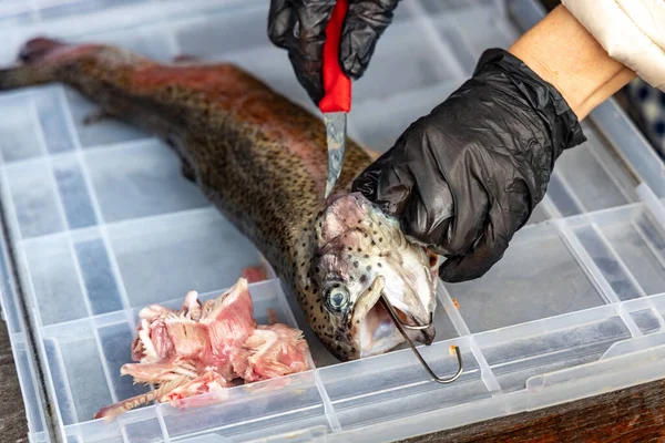 Woman Guts Rainbow Trout Fish Removes Gills Preparing Hot Smoking — Stock Photo, Image