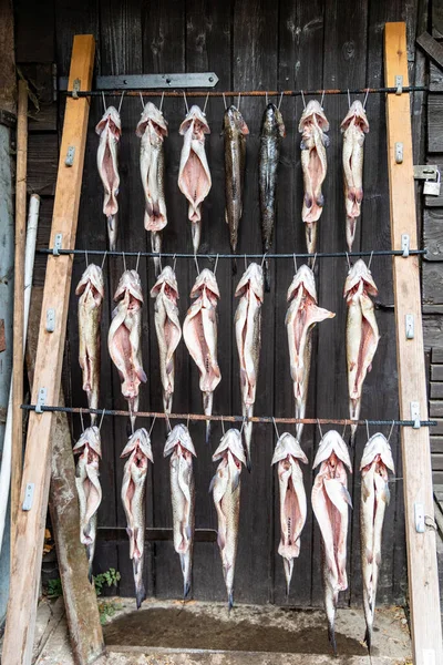 Rainbow Trout Fish Prepared Smoking Hangs Hooks — Stock Photo, Image