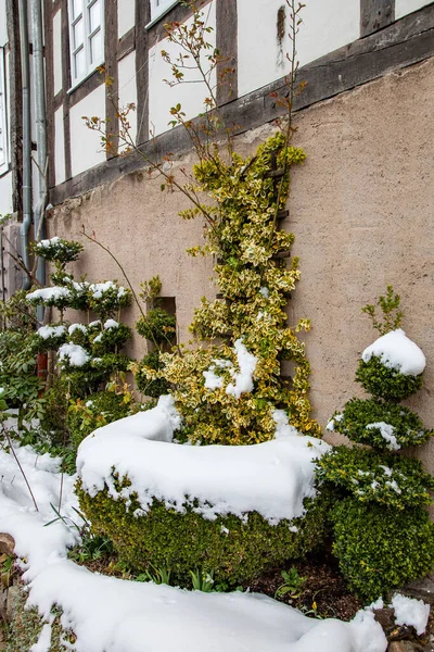 在一座古屋的墙边 饰有桉树和黄杨木的装饰灌木被雪覆盖着 — 图库照片