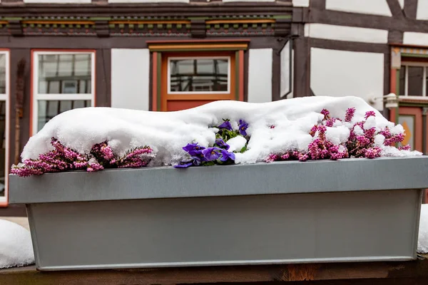 Heidekraut Und Stiefmütterchen Frühling Einem Blumentopf Freien Mit Schnee Bedeckt — Stockfoto