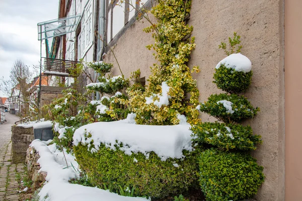 Decorative Bushes Euonymus Fortunei Boxwood Covered Snow Wall Ancient House — Stock Photo, Image