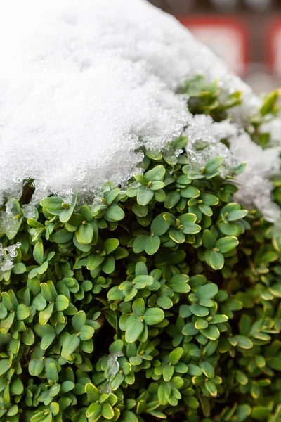 Boxwood Keř Pokrytý Sněhem Přírodní Zimní Pozadí — Stock fotografie