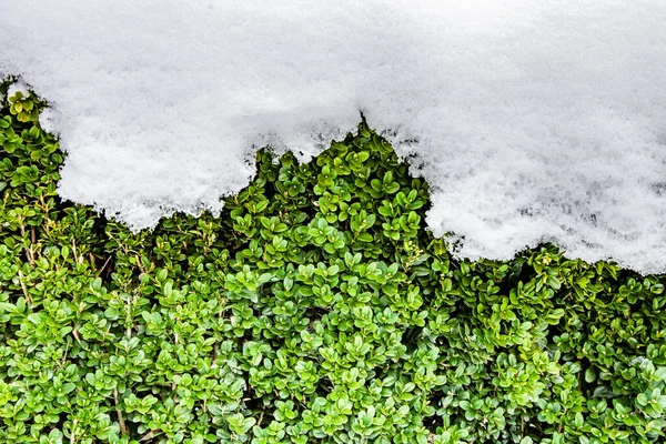 Arbusto Boj Cubierto Nieve Fondo Natural Invierno — Foto de Stock