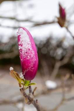 Manolya çiçekleri ilkbaharın başlarında kar ve buzla kaplıdır.