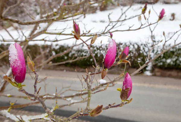 Manolya Çiçekleri Ilkbaharın Başlarında Kar Buzla Kaplıdır — Stok fotoğraf