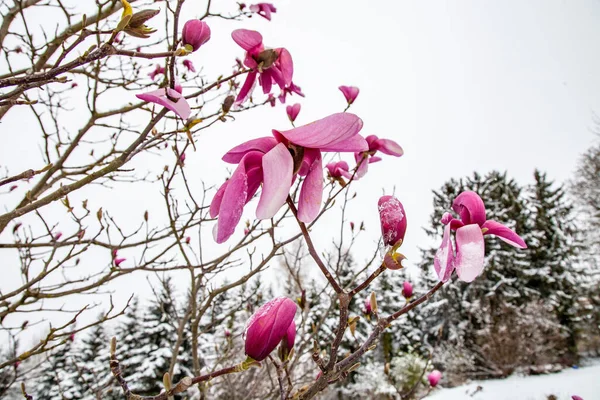 Kwiaty Magnolii Pokryte Śniegiem Lodem Wczesną Wiosną — Zdjęcie stockowe
