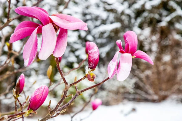 Квіти Магнолії Вкриті Снігом Льодом Початку Весни — стокове фото