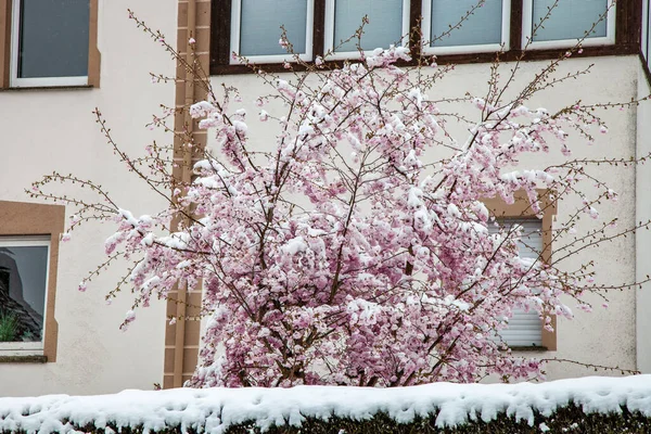 Kwitnące Drzewo Sakura Pokryte Śniegiem Wczesną Wiosną — Zdjęcie stockowe