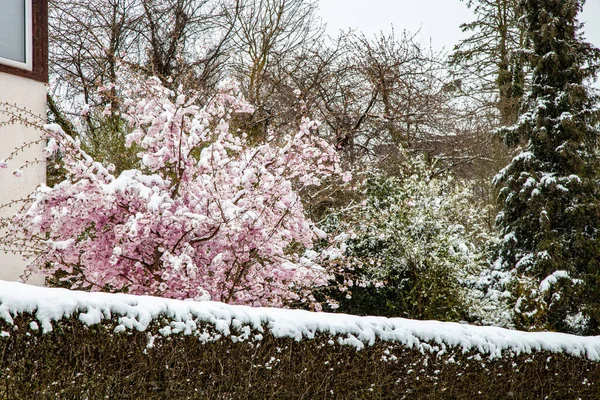 Baharın Başında Karla Kaplı Çiçek Açan Bir Sakura Ağacı — Stok fotoğraf