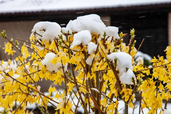 Karla Kaplı Çalı Kış Manzarası — Stok fotoğraf