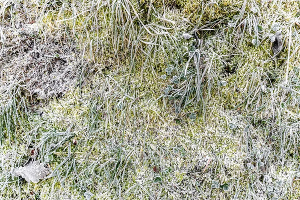 Winter frost on leaves and grass background, Frosty grass in the garden