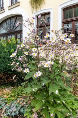 Eriocapella Hupehensis 'in pembe çiçekleri açık havada yetişir.