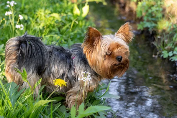 若いヨークシャー テリアの犬が川のほとりに立っている ストック画像