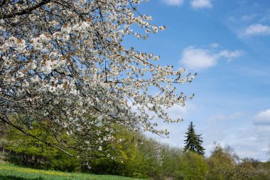 Mavi gökyüzüne ve yeşil ormana karşı kiraz çiçekleri olan bir dal
