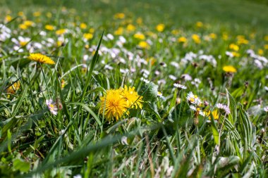 Baharda yeşil bir çayırda karahindibalar açar.