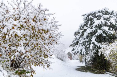 Kardan sonra çalılar ve ağaçlar, kış manzarası