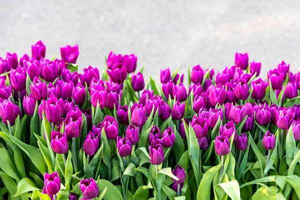 Flower bed with blooming tulips color magenta on light background