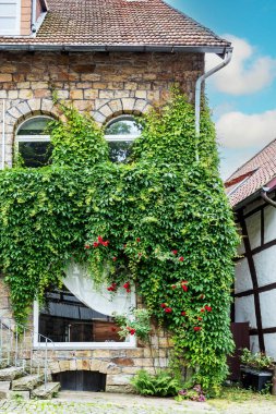 The ancient house is covered with wild grapes and blooming climbing roses