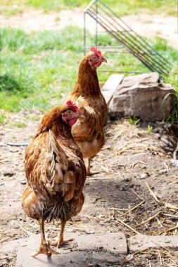 İki kırmızı tavuk dışarıda yürüyor, kameraya bakıyor.