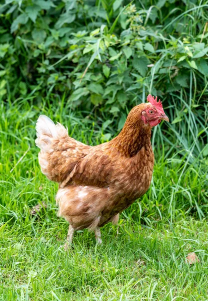 Photo Red Chicken Background Green Grass — Stock Photo, Image
