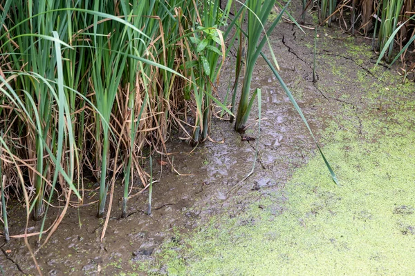 Scheuren Droogte Vijver Meer Wetland Moeras Zeer Drogen Van Bodem — Stockfoto