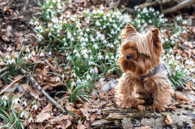 Yorkie köpeği çiçek açan kar damlalarının arka planında oturuyor.