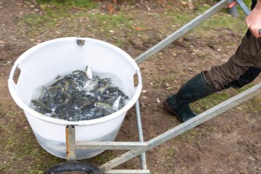 Bir adam, su deposuna fırlatılmak üzere alabalık kızartmalı bir konteynır taşıyor.