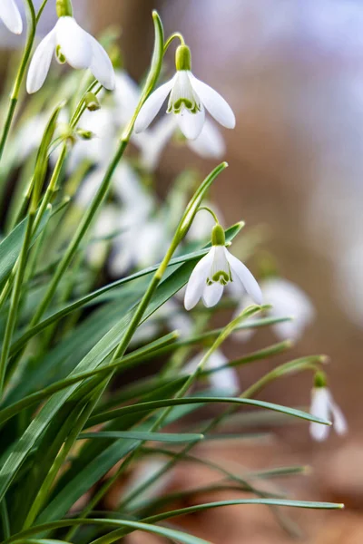 Las Gotas Nieve Galanthus Nivalis Florecen Entre Hojas Caídas Naturaleza — Foto de Stock