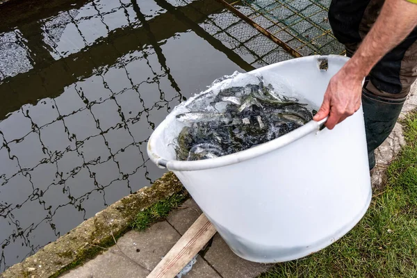Man Releases Rainbow Trout Fry Pond — Stock Photo, Image