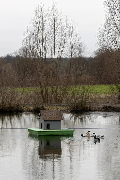 Patos Selvagens Nadam Perto Sua Casa Lago — Fotografia de Stock