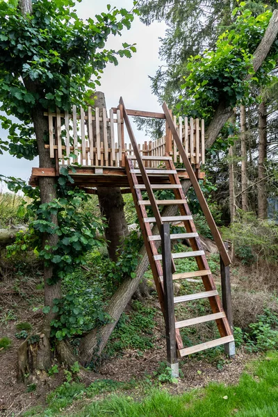 Tahta Bir Ağaçta Merdiven Ile Kör Avcılık Düzenlenmiş — Stok fotoğraf