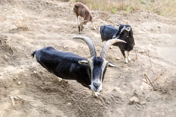 Herd Goats Grazes Mountain Slope Germany — стоковое фото
