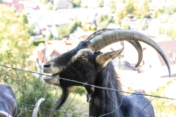 Portrait Goat Mountain Slope Close Photo — Stock Fotó