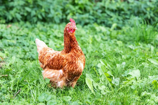 Photo Red Chicken Background Green Grass Close Photo — Stock Photo, Image