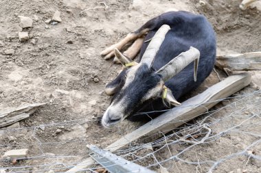 Dağ yamacındaki keçi, yakın plan fotoğraf.