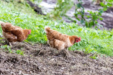 Kırsal alanda yürüyen tavuklar, serbest alan.