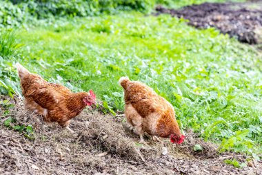 Kırsal alanda yürüyen tavuklar, serbest alan.