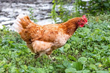 Yeşil çimenlerin arka planında kırmızı bir tavuğun yakın plan fotoğrafı.