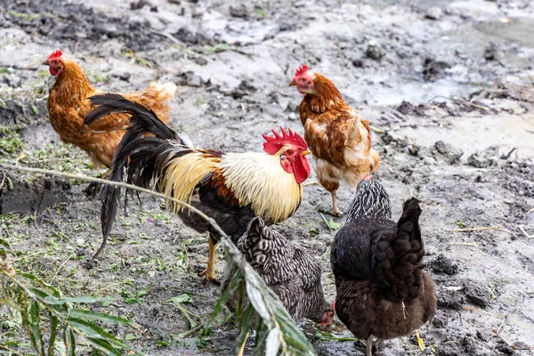Cock Hens Walking Rural Yard — Stock Photo, Image