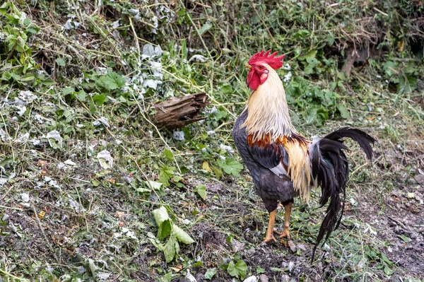 Motley Rooster Backyard Outdoors Cock Digs Ground — Stock Photo, Image
