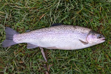 Yakalanmış bir gökkuşağı alabalığı ağzında kancayla yeşil çimlerin üzerinde yatar.