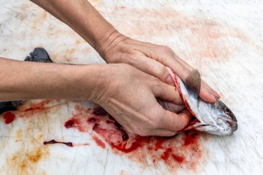 Bir kadın gökkuşağı alabalığının bağırsaklarını deşer, bağırsaklarını çıkarır.