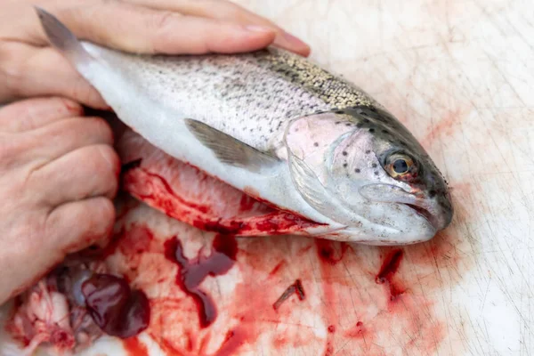 Woman Guts Rainbow Trout Fish Removes Entrails — Stock Photo, Image