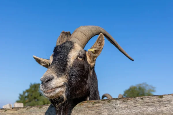 青空を背景に 山の斜面にヤギの肖像 クローズアップ写真 — ストック写真