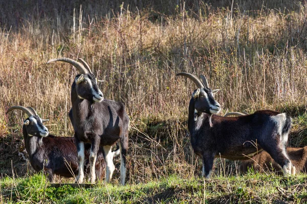 Herd Goats Grazes Mountain Slope Germany — Stok fotoğraf